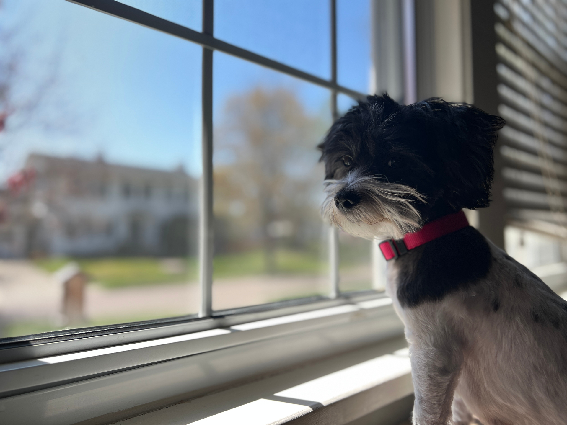 Tessi, our chief inspector, keeping watch by the window